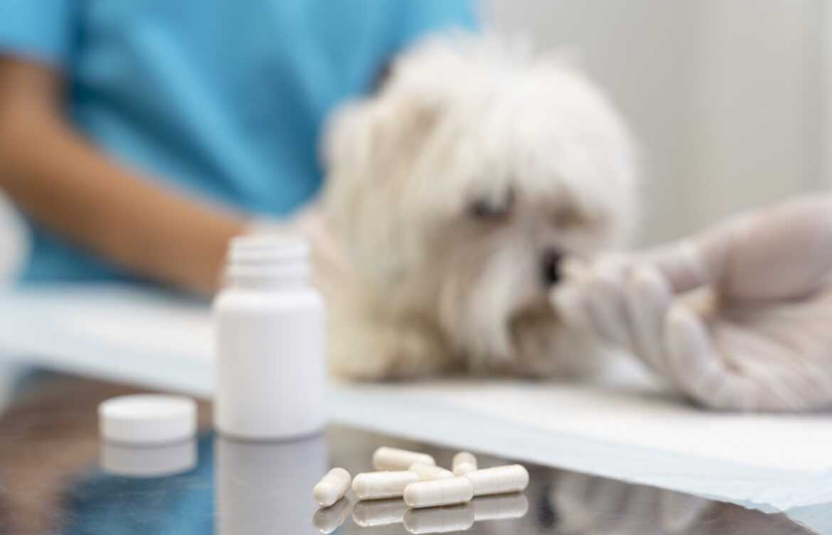 What Medicines Are Best for Managing Your Dog’s Pain?