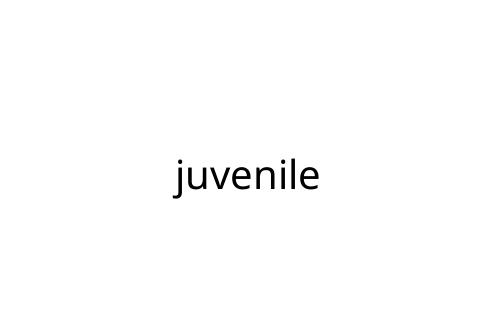 juvenile