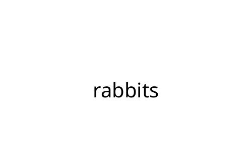 rabbits
