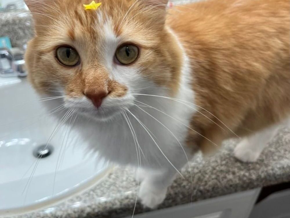 12 hour fasting diet fntkdiet