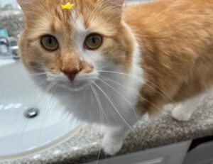 12 hour fasting diet fntkdiet