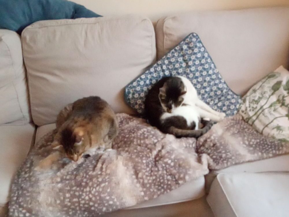 1865 steak seafood & cigars photos