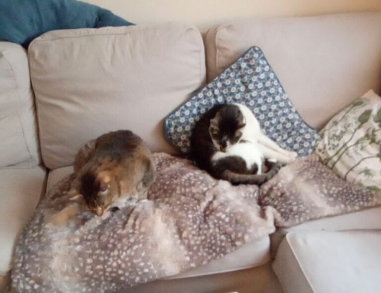 1865 steak seafood & cigars photos