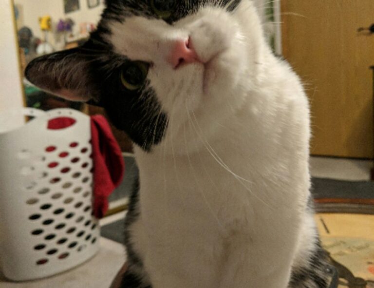 18k gold ring 50 pesos 1821 to 1947 ring 18k