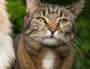 24. which of the following is not a recommended characteristic for incident objectives?