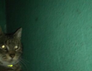 7 on your side md phone number