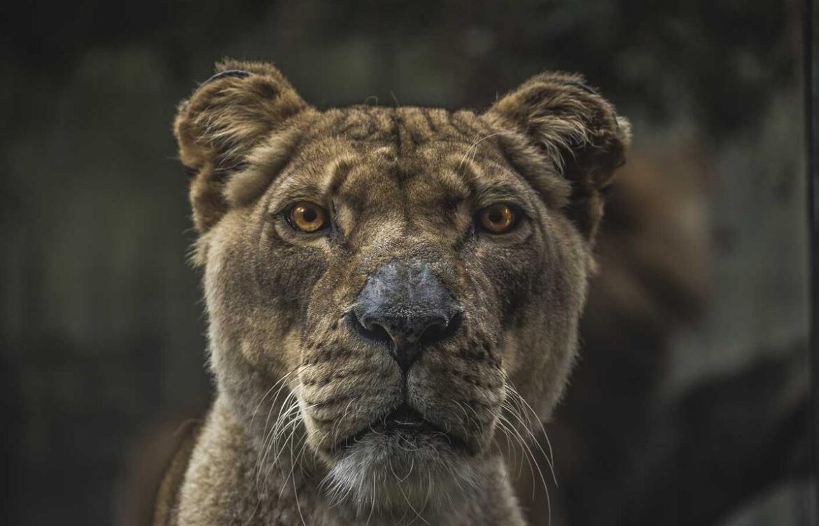 7.how many nickels are there in seventeen dollars?