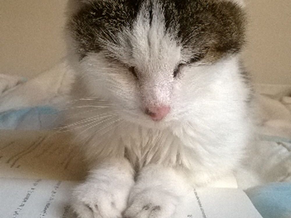 affluent black neighborhoods in new jersey