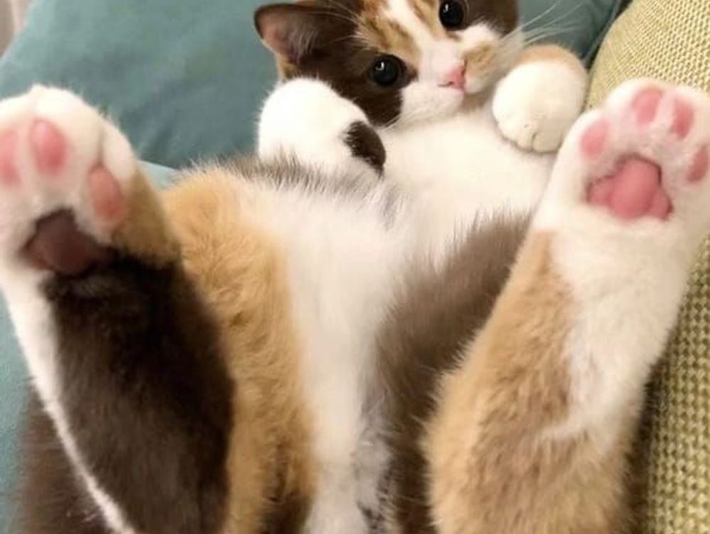 after popping a pimple what is the clear liquid