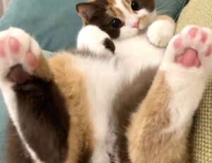 after popping a pimple what is the clear liquid