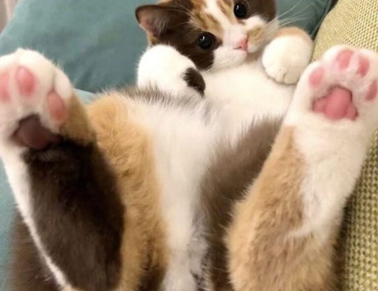 after popping a pimple what is the clear liquid