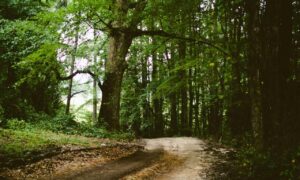 all percy jackson series in order